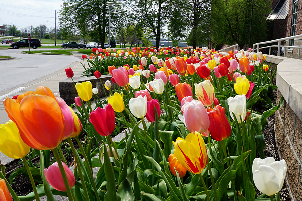 9,000 tulips add beauty to Evangel University - Evangel University